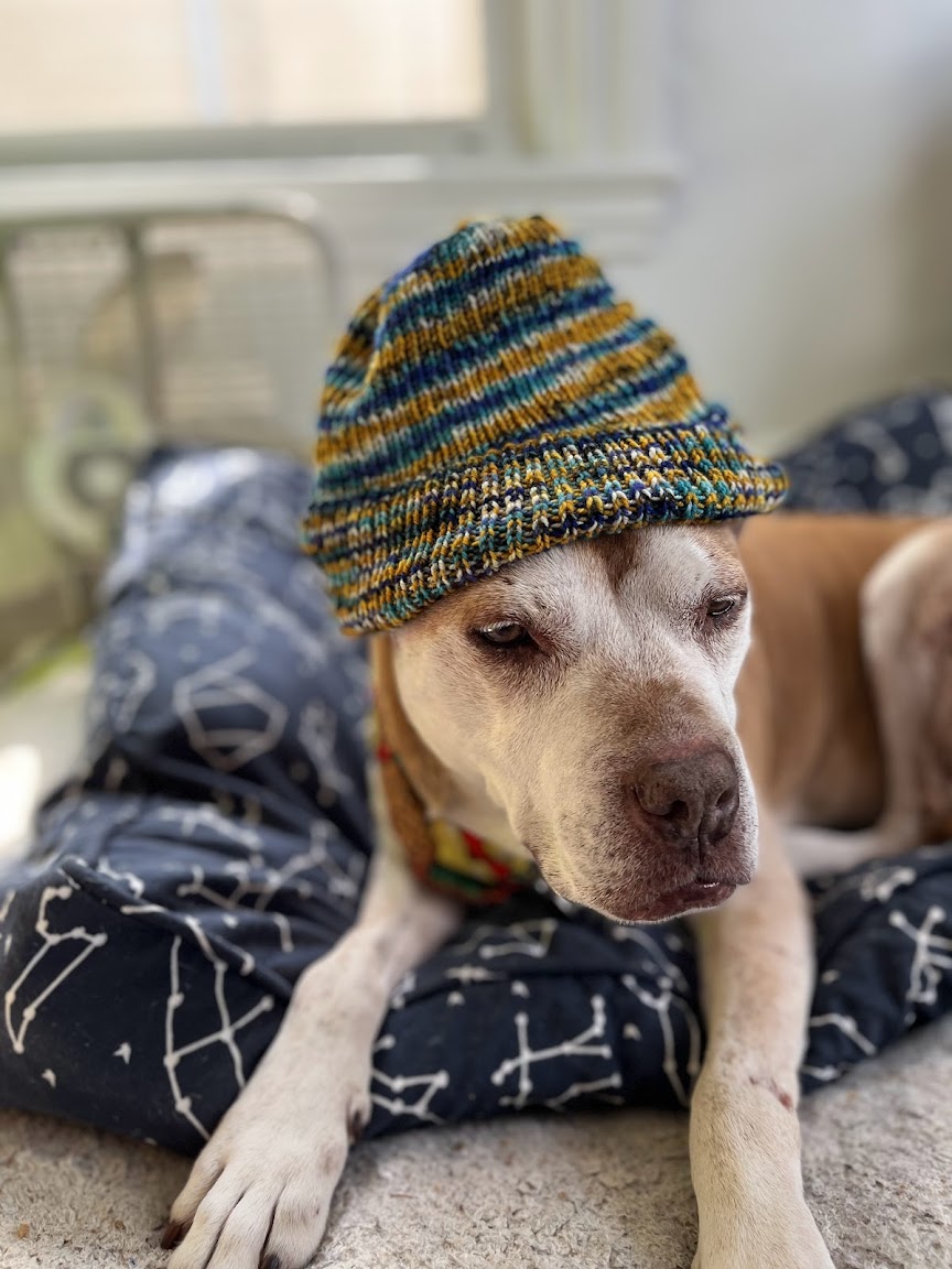 my dog Eliza looking confused while wearing a yellow and blue knitted hat